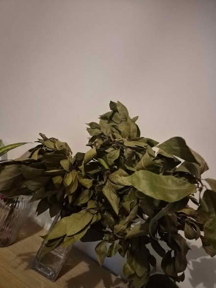 Photo of free Dried bay leaves (SK3 cheadle heath) #1