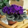 Photo of african violet plant (Drummoyne) #1