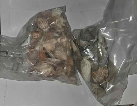 Photo of free Seashells and a pencil jar (Bloomingdale) #1
