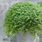 Photo of Mind your own business plant (Baby's tears/Soleiroli (Jubilee Industrial Centre SG7) #1