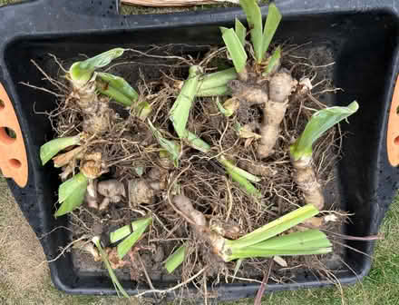 Photo of free Iris rhizomes (SK7) #2