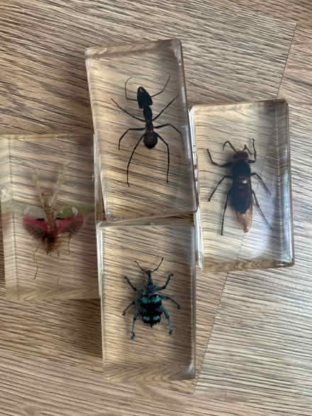 Photo of free 4 insects display blocks (Wivenhoe CO7) #1