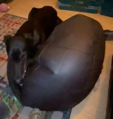 Photo of free Brown leather beanbags (Leigh WN7) #1