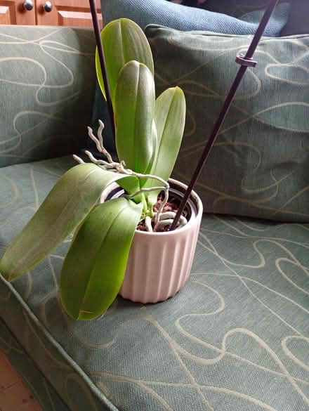 Photo of free Orchid (Three Bridges RH10) #1