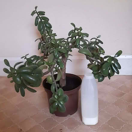 Photo of free Large Jade plant (Roseburn EH12) #1