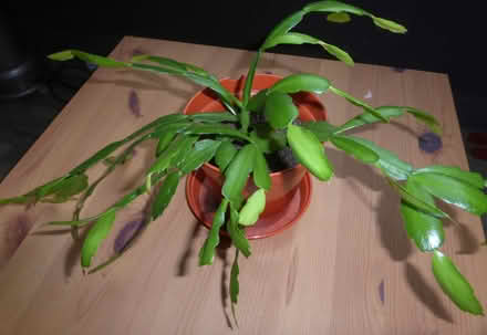 Photo of free Christmas Cactus Plant (Oxgangs EH13) #1
