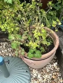 Photo of free Gooseberry bush (Bebington CH63) #1