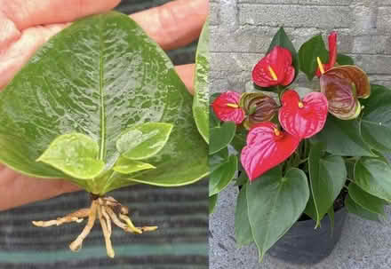 Photo of Anthurium and/or tradescantia (Don mills) #1