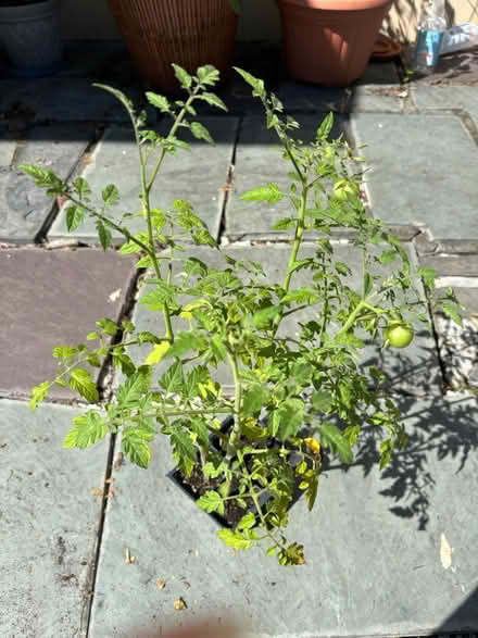 Photo of free 4 pack of cherry tomato plants (Greece, NY) #1