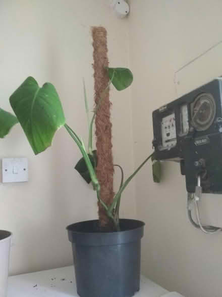 Photo of free Indoor plant (Dublin central) #1