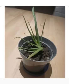 Photo of Aloe vera plant (Langley SL3) #1