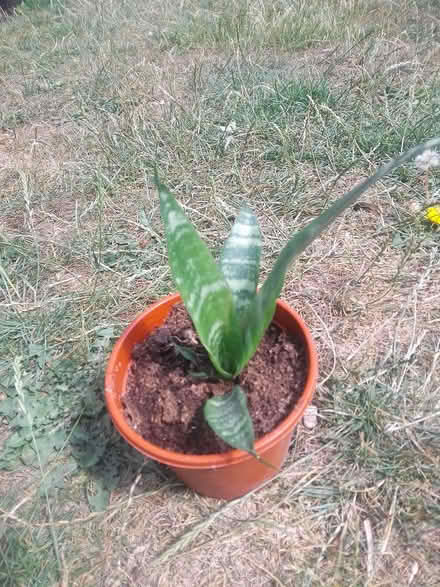 Photo of free Small mother in law's tongue (Killamarsh S21) #1