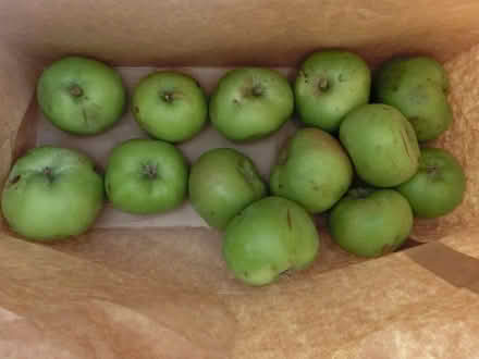 Photo of free Bramley Windfall Cooking Apples (North Ascot SL5) #1