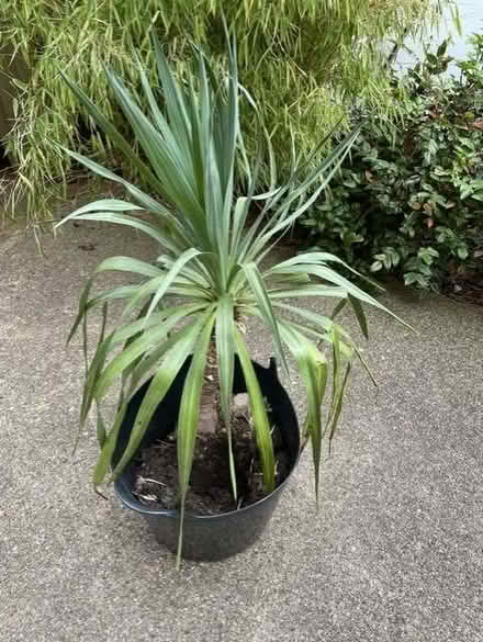 Photo of free Yucca plant (Great Linford MK14) #1