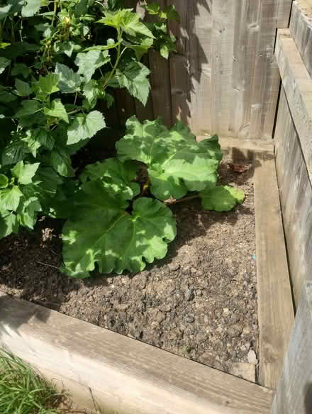 Photo of Wooden sleepers for raised bed (Woodhouse S13) #2