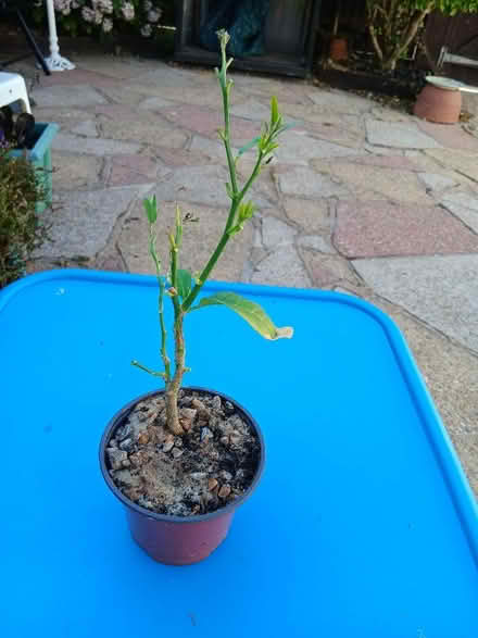 Photo of free Lemon plant in pot (Langney BN23) #1