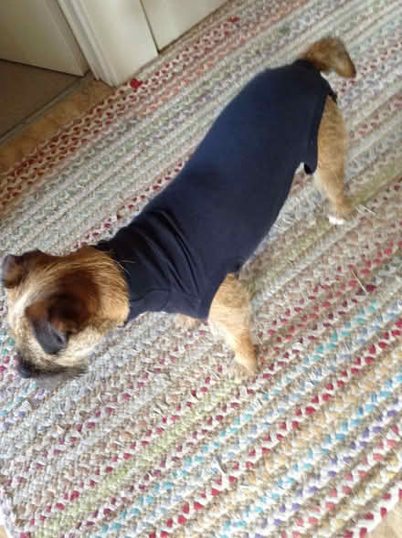 Photo of free Medical Pet Shirt (Upper Bevendean BN2) #1