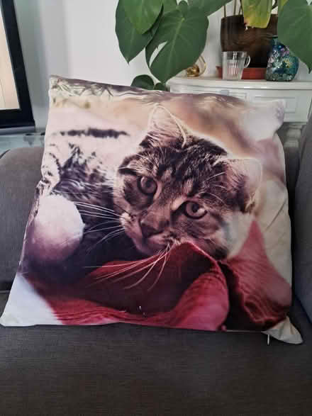 Photo of free Cat Cushion (Stroud GL5) #1