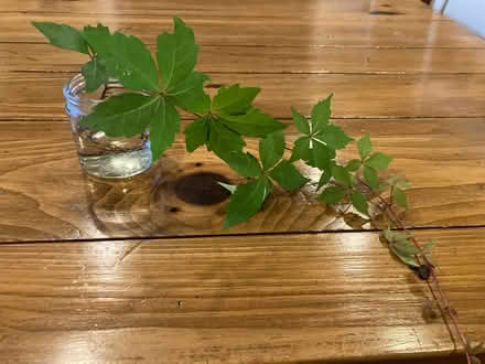 Photo of free Native Virginia Creeper (Havertown) #1