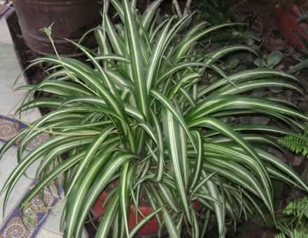 Photo of Agapanthus and Spider Plants (Drummoyne) #1