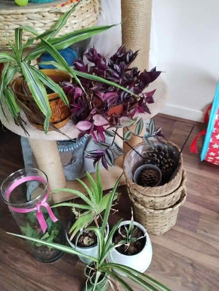 Photo of free Indoor plants and plant pots (Bonnington road, EH6) #1