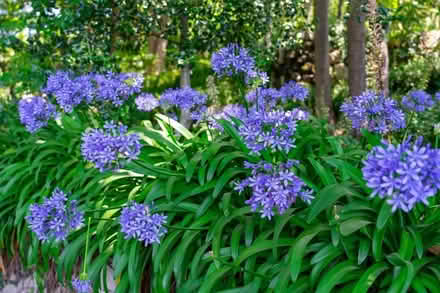 Photo of Agapanthus and Spider Plants (Drummoyne) #2