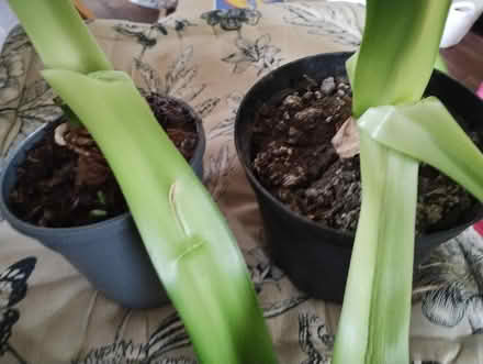 Photo of free 2 Amaryllis (Bonnington road, EH6) #1