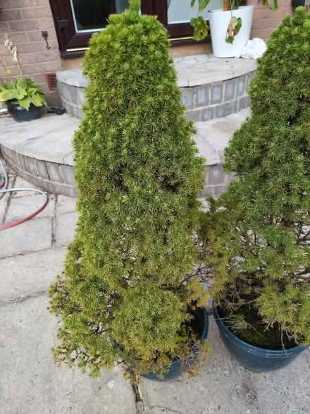Photo of free Small confiers (Sothall S20) #2