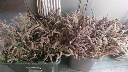 Photo of free Lavender (Oldfield Park BA2) #1