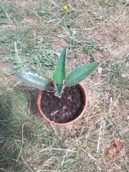 Photo of free Small Mexican hat houseplant (Killamarsh S21) #1