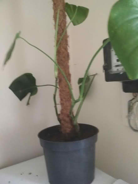 Photo of free Indoor plant (Dublin central) #2