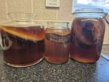 Photo of free Kambucha Scoby (Greater Leys OX4) #1