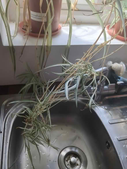 Photo of free Spider plant babies (Gatley SK8) #1
