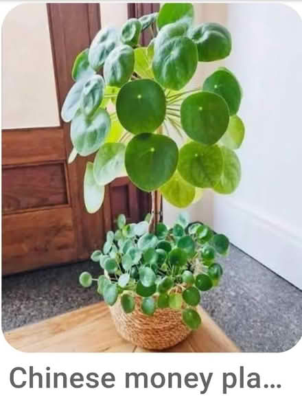Photo of free 2 Pilea young plants (Dublin central) #2