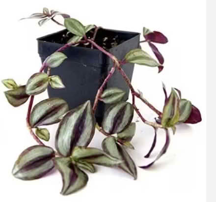 Photo of Anthurium and/or tradescantia (Don mills) #2