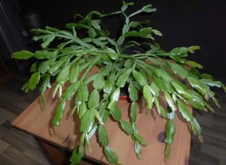 Photo of free Christmas Cactus Plant (Oxgangs EH13) #1