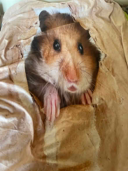 Photo of free Rabbit & hamster single duvet covers (Freehold LA1) #2