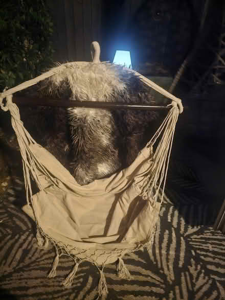 Photo of free Hanging chair (Bampton, OX18) #1