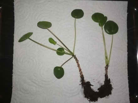 Photo of free 2 Pilea young plants (Dublin central) #1