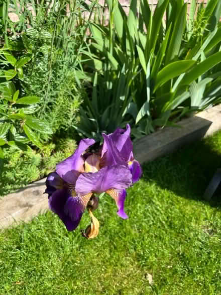 Photo of free Iris rhizomes (SK7) #1