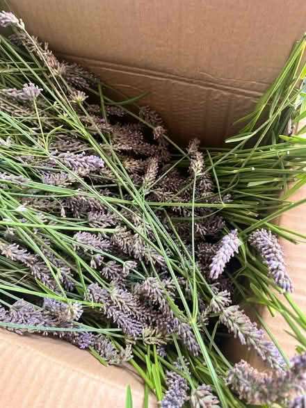 Photo of free Lavender (Peachcroft OX14) #1