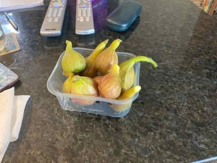 Photo of free Fresh figs (Bernards Heath AL3) #1