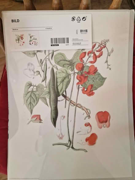 Photo of free Botanical print (Combe Down BA2) #1