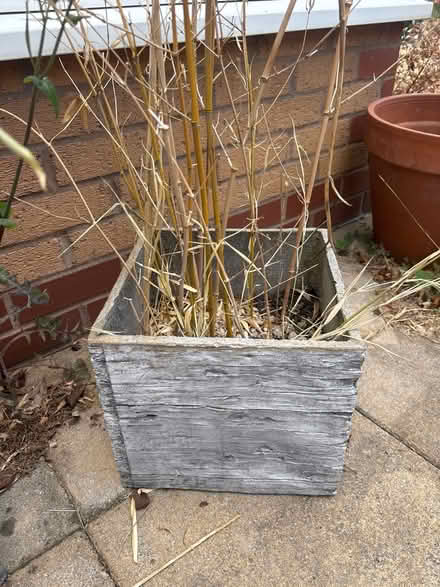Photo of free Two bamboo plants in boxes (Harborne B15) #2