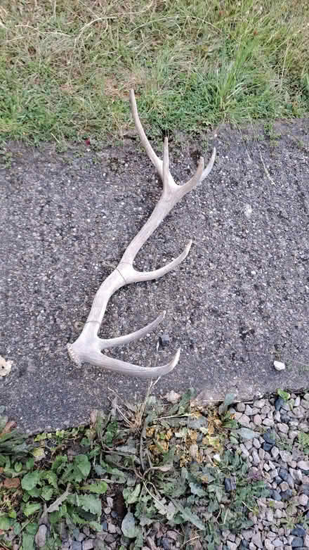 Photo of free Large single antler. (Sherrard's Green WR14) #1