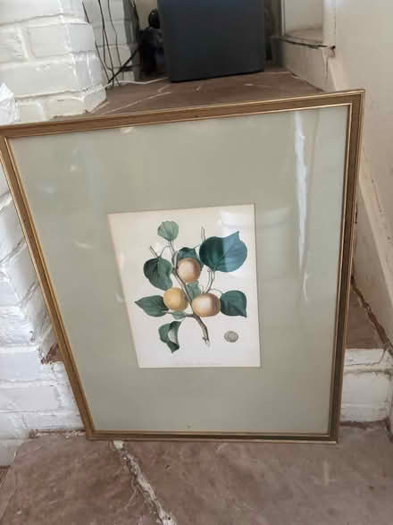 Photo of free Framed botanical print (Oakland) #1