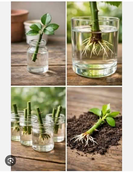 Photo of tree/fruit tree, berry and plant cuttings (Panshanger AL7) #1