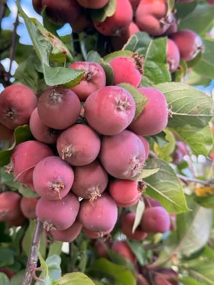 Photo of free 🍎Crab-Apples (Chipping Barnet EN5) #4
