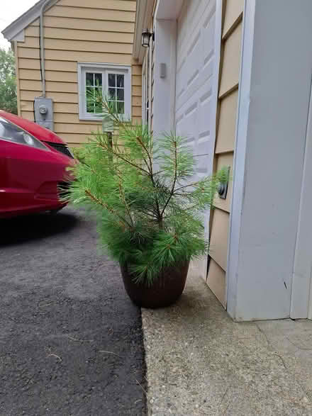 Photo of free Baby white pine tree (West Side Waterbury) #2