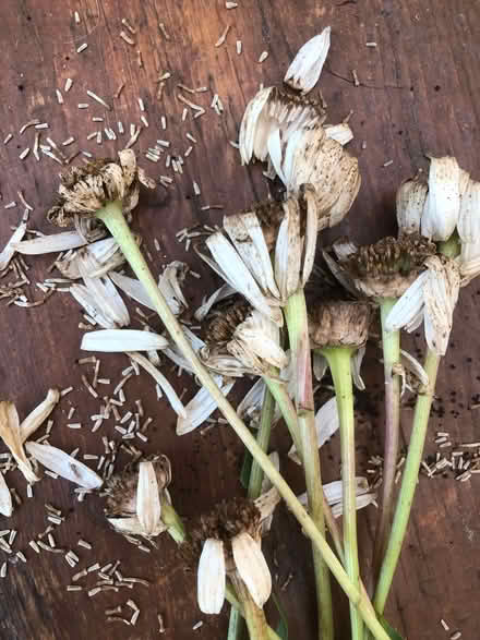 Photo of free Seeds - large red poppy, honesty, large ox eye daisy (Sprowston NR7) #3